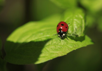 Fototapeta premium red ladybug on green leaf