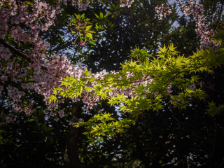 Fototapeta na wymiar 木漏れ日の中のカエデと桜