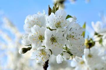 Fototapeta premium White flowers on the branches of trees in the spring
