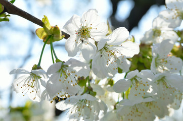 White flowers on the branches of trees in the spring