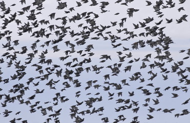 A flock of young starlings in flight. 