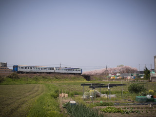 Fototapeta na wymiar 桜と鉄道