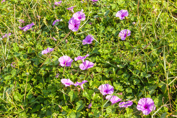 Fototapeta premium Flowers Purple Flora shrub vegetation along beach coastlines