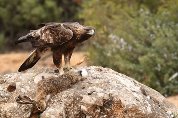 young male of golden eagle