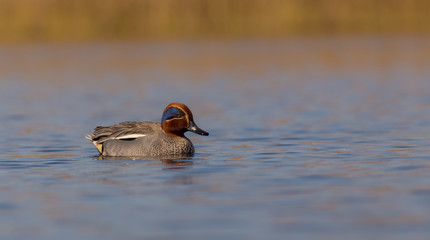 Eurasian Teal - Anas crecca