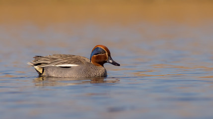 Eurasian Teal - Anas crecca