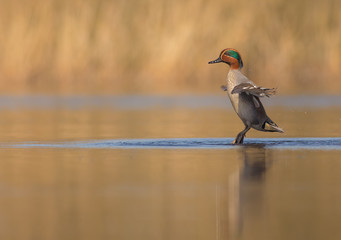 Eurasian Teal - Anas crecca