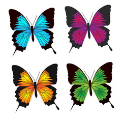 Fototapeta na wymiar butterfly color collection