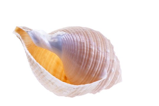 Single sea shell of marine snail isolated on white background
