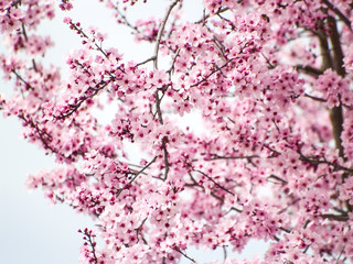 Texture of a blooming tree with pink flowers on springtime