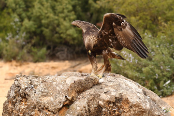 young male of golden eagle