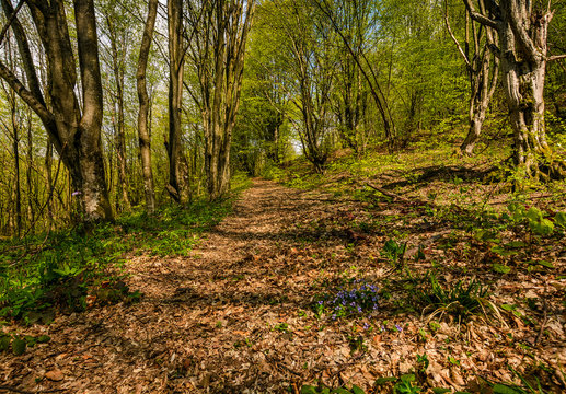 trail through the forest in springtime