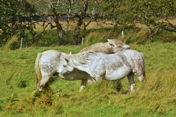 Two horses caressing each other