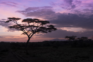 Fototapeta na wymiar Sunrise and Acacia, Serengeti