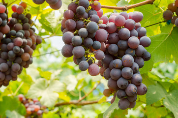 Ripe grapes on old vine, lush green leaves in vineyard