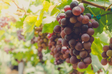 Ripe grapes on old vine, lush green leaves in vineyard