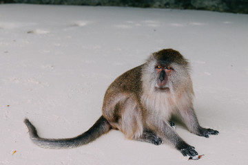 Phi Phi Islands