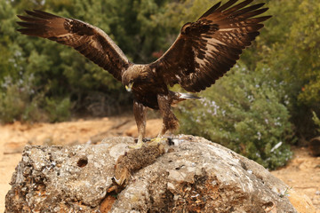 young male of golden eagle