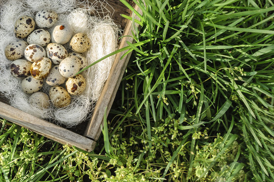 Quail eggs in a wooden box on the green grass