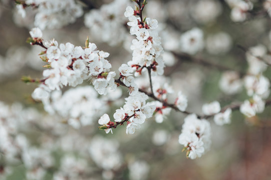 White flowers on a branch of a blossoming apricot tree in spring.
