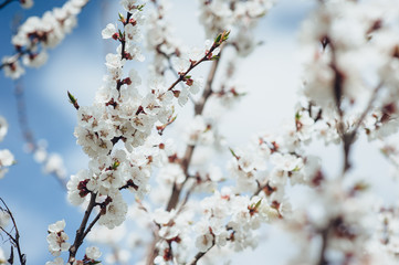 Branches of a blossoming tree on a clear sky background.
