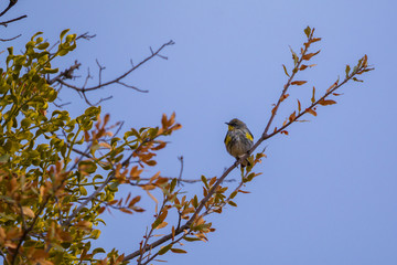 Yellow-rumped warbler on a branch