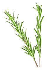 Two fresh twigs of rosemary on a white background