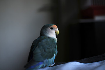 Peach faced lovebird close up 