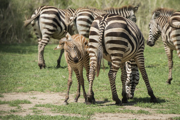 Zebra Herd