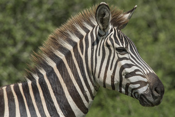 Fototapeta na wymiar Zebra Portrait