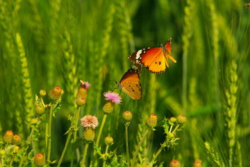 Obraz premium butterflies having fun
