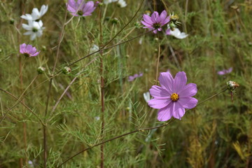 Kosmos flowers 2 © Liezel