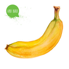 Hand drawn and painted watercolor ripe banana. Isolated on white background fruit illustration.