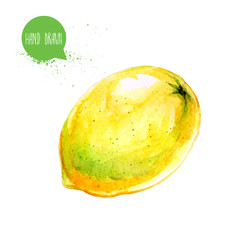 Hand drawn and painted watercolor ripe lemon. Isolated on white background. Fruit illustration.