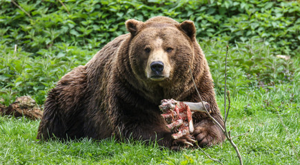Braunbär bei einer Fresspause