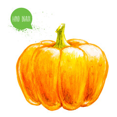 Hand drawn and painted watercolor ripe pumpkin. Isolated on white background. Vegetable illustration.