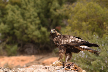 young male of golden eagle