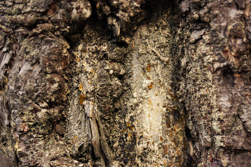 Pine bark close up background or texture.