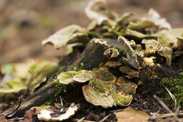 Plate mushrooms on a tree stump. Mushrooms feed on decaying, wood.