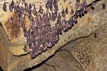 Greater horseshoe bat( Rhinolophus ferrumequinum)