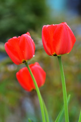 Fototapeta premium colorful field of tulips in the morning light. very beautiful tulips in bloom and smell spring. Colorful tulip garden