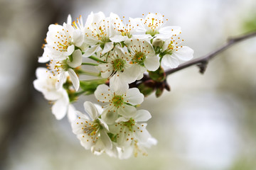 Flowers of the cherry blossoms on a spring day