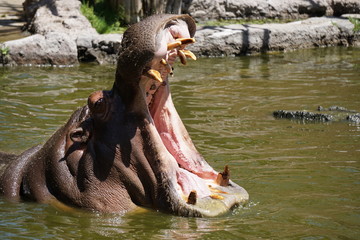 Hippopotamus showing its teeth