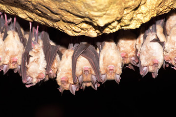 Greater horseshoe bat( Rhinolophus ferrumequinum) - 145787023