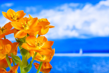 Orange flower with blue sea in background