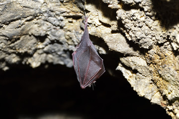 Greater horseshoe bat( Rhinolophus ferrumequinum)