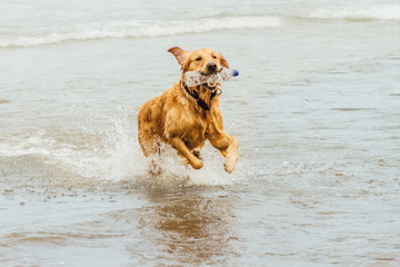 Golden Retriever dog brings a bottle in his mouth running in the sea