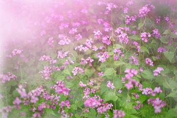 Obraz premium Abstract dreamy photo of spring meadow with violet wildflowers