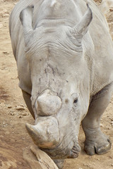 Obraz premium rhinoceros