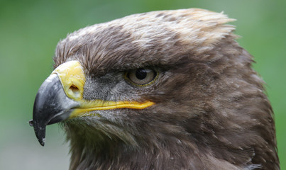 Fototapeta premium Steppenadler im Portrait